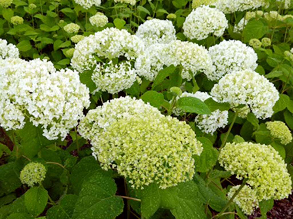 ガーデンセンター駐車場前のアナベル