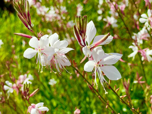 夏の庭に舞う、無数の蝶