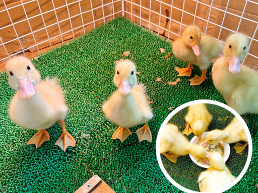 夏バテ知らず？食欲旺盛なアヒルたち