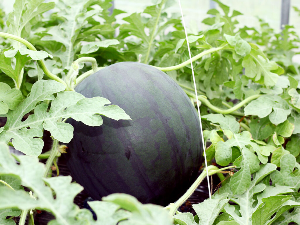 当麻町内35戸の農家で年間約5万玉が生産されるでんすけすいか。元々はふつうの縞模様で、収穫前に果実を回転させながら太陽光をまんべんなく当てることで、お馴染みの黒皮に変化します