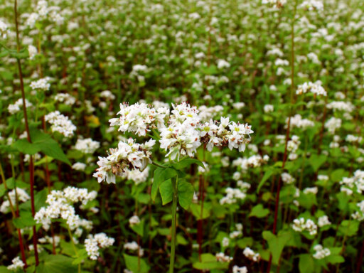 JA上川中央大雪そば