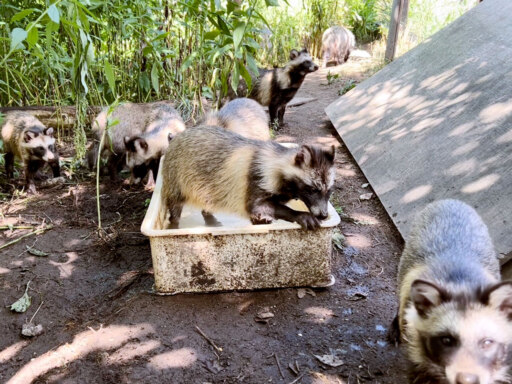 ぽんぽこ大家族10頭元気に仲よく同居中