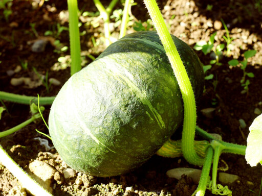 JA北はるかかぼちゃ