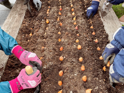 春を待つ「あか、しろ、きいろ」