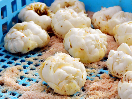 JAびえいゆり根