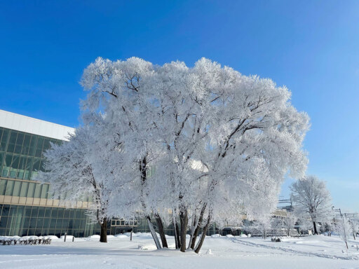 厳冬の木々に咲く、氷の花