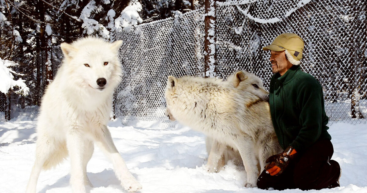 北のオオカミ wolfdog250224-1200x630.jpg