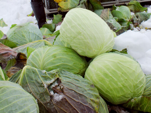 JA北ひびき和寒越冬キャベツ