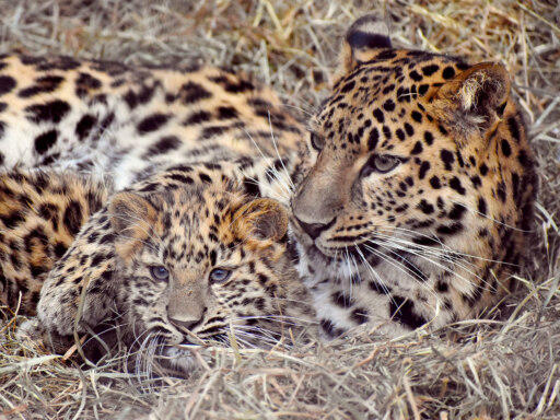 アムールヒョウの子、SNSでも見られるよ