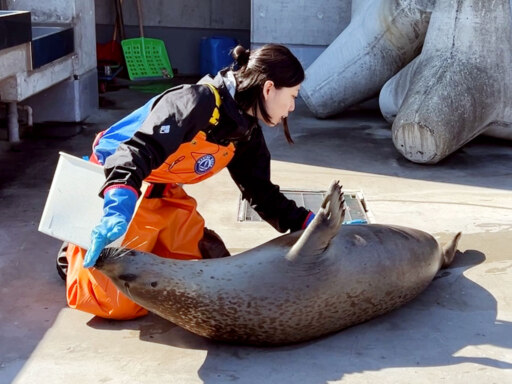 ゴマフアザラシたちのトレーニング