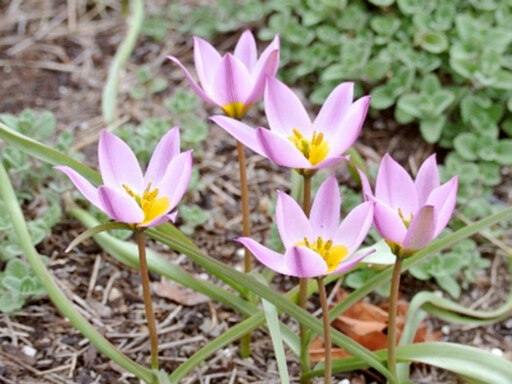 強く美しく咲く「原種」