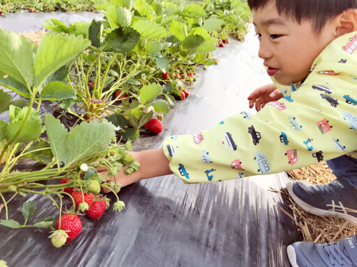 甘酸っぱい夏、頬張って比布でイチゴ狩り開幕