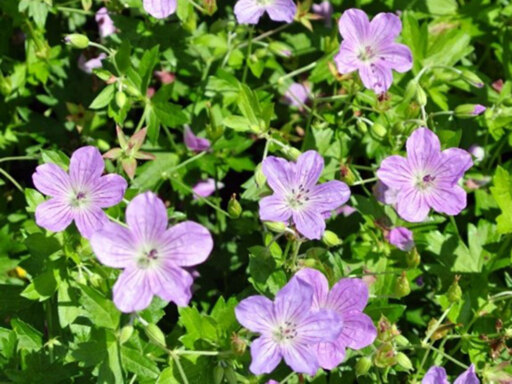 心和む木漏れ日の縁側で