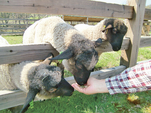 目指せ「ゆめぴりか」超え！東神楽で混植米開発プロジェクト
