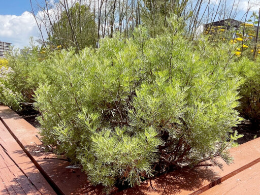 触れると広がる、あの甘い香り