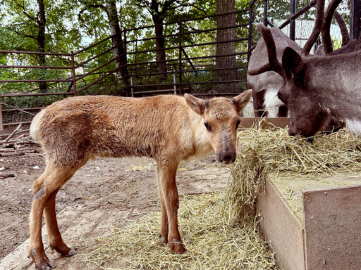 トナカイの子、はじめての夏