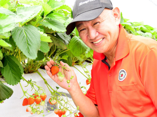 “地元割”でお得に体験美瑛で唯一のいちご狩り