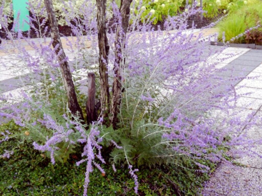 爽やかに香る、ふんわり青紫