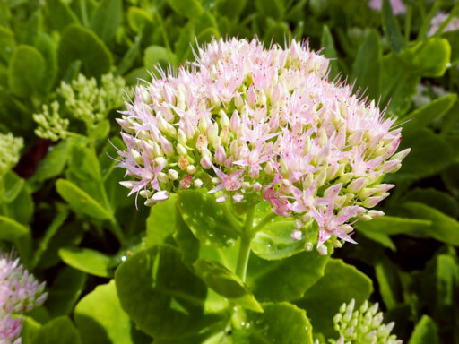 移ろう季節に咲く星の花