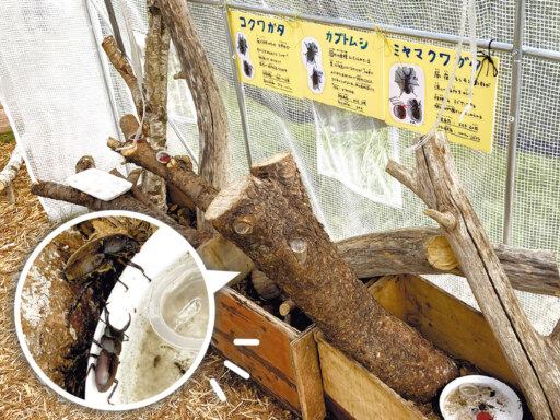 トライ＆エラー！日々進化する昆虫ハウス