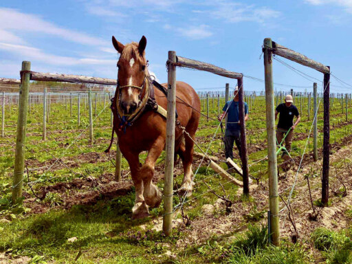 東川のぶどう畑で馬耕見学学びと食のいちにちを