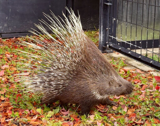 2年ぶりのヤマアラシ。落とし物にご注目