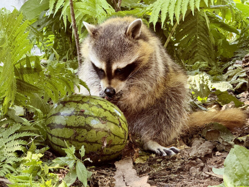 たぬきじゃないよ、アライグマ