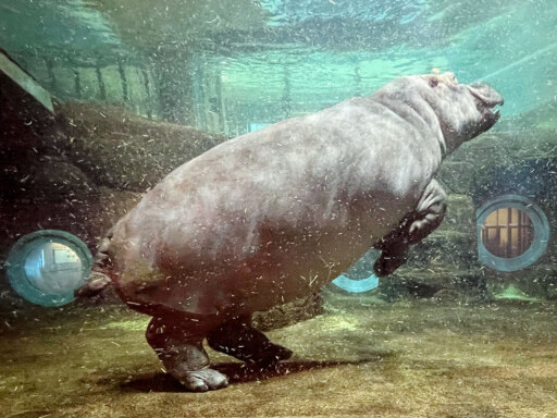 今年の顔？馬は馬でも…