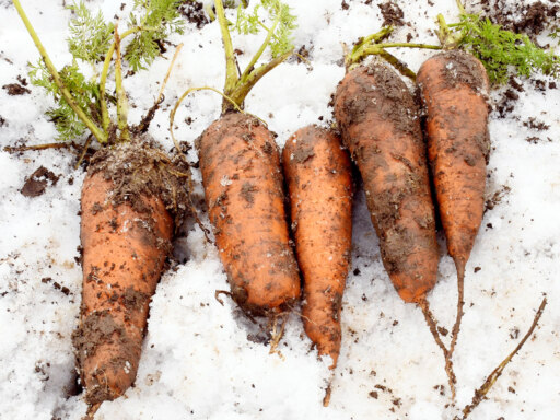 雪国の恵みを味わう一日東神楽で食農体験イベント