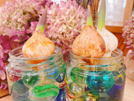 お部屋に春一輪