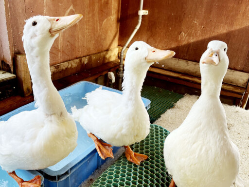 ドライ派に泥派も。それぞれのお風呂事情