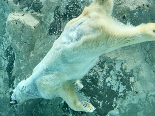 の～んびり、ひとり暮らし