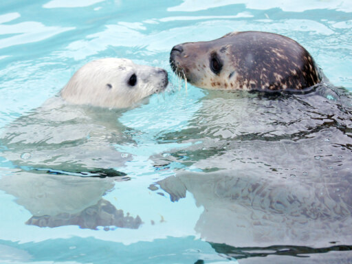 すでに貫禄も？アザラシの赤ちゃん、すくすくと
