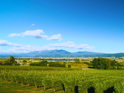 富良野・美瑛との新たな出会い　ワイン特設サイト公開、ツアー受付開始