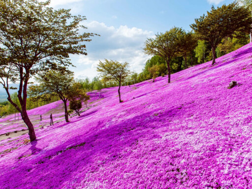 滝上町をまるごと楽しむ春旅ガイド