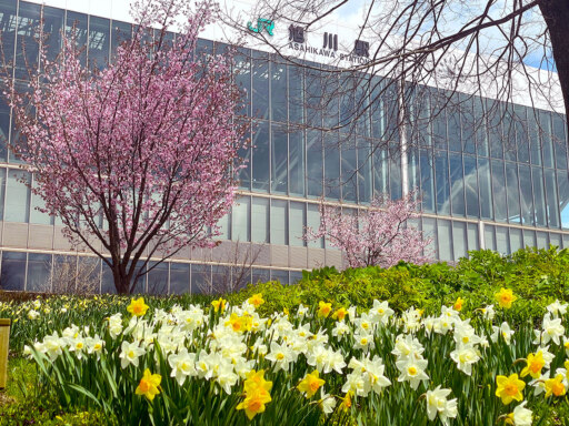 足元にも頭上にも、春のいろ