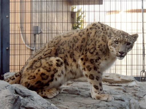 新たなペア目指し　オスのユキヒョウ来園