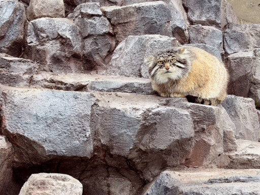 新マヌルネコ舎で、のびのび