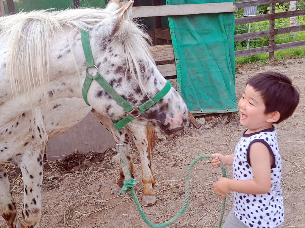 やさしい馬たちと触れ合えます