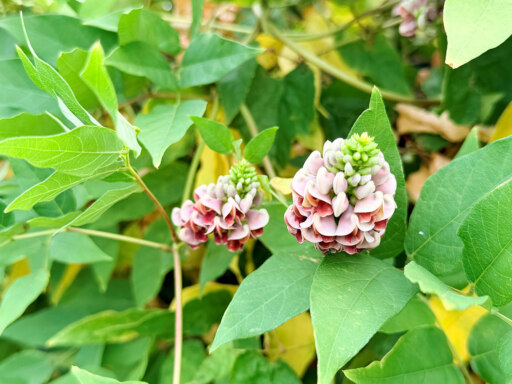 見た目も味も二重丸！お役立ち植物
