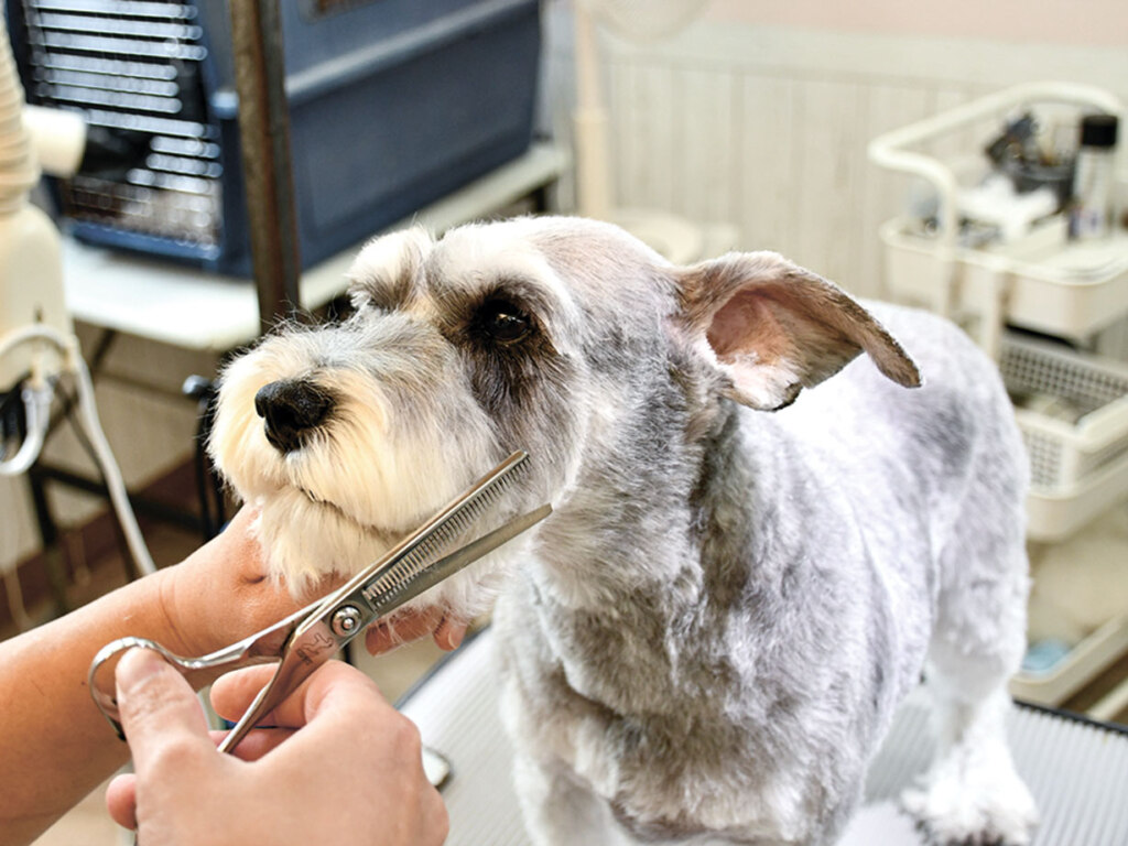 犬たちがストレスなく安心して過ごせます