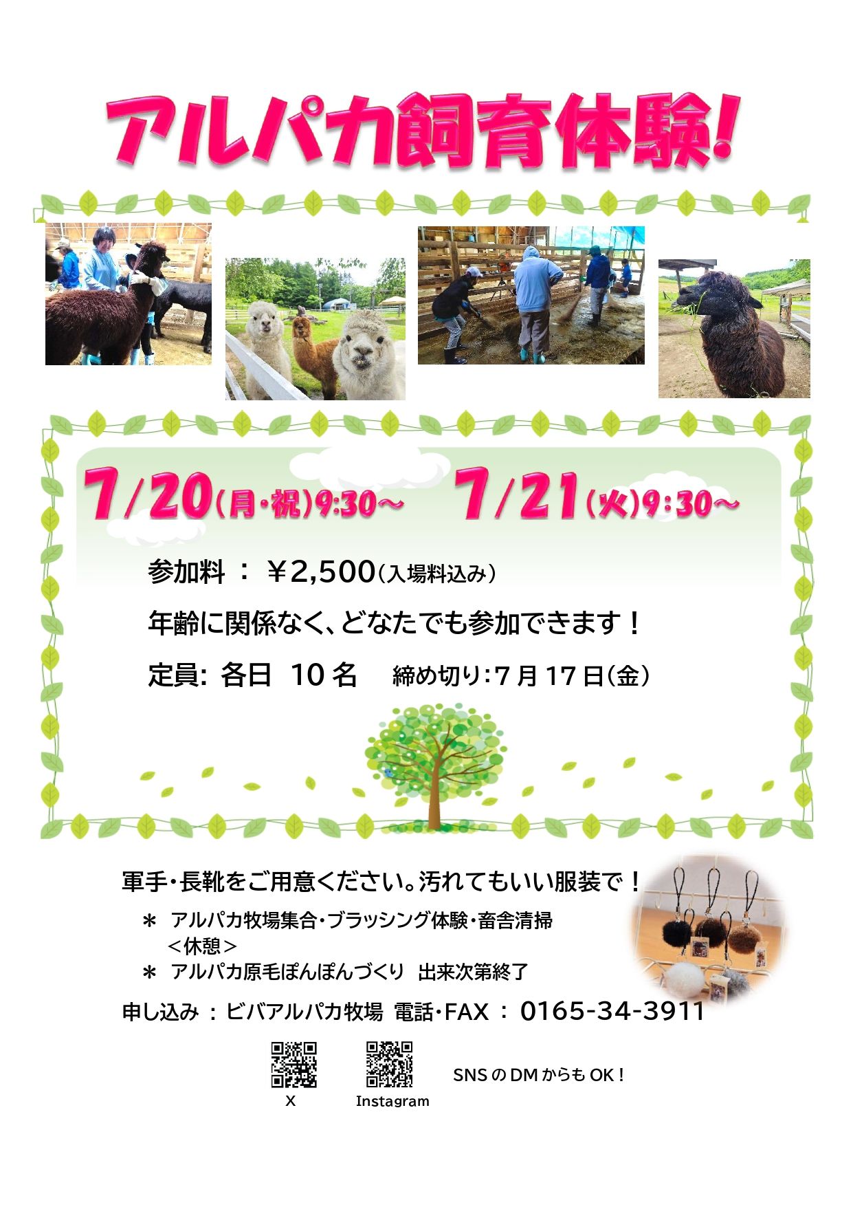 アルパカ　飼育体験